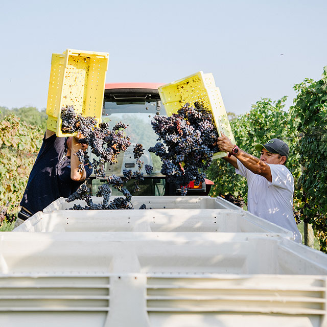 Emptying grapes