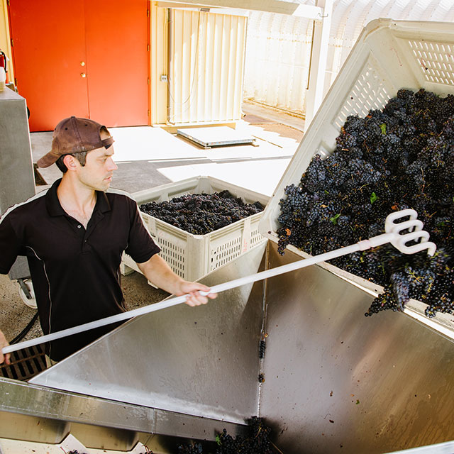 Emptying grapes